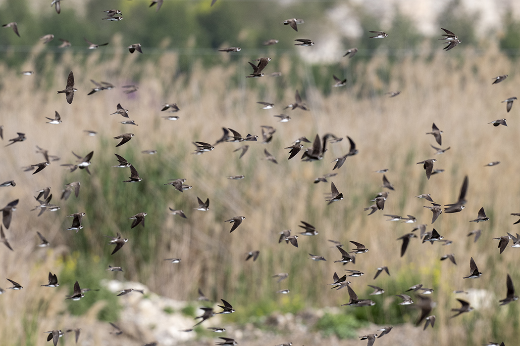 Bank Swallow